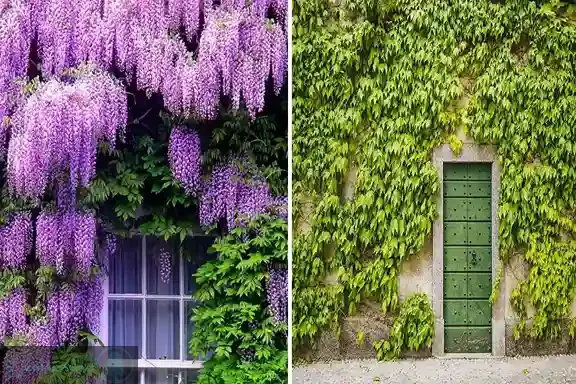 گیاهان رونده همیشه سبز مقاوم به گرما