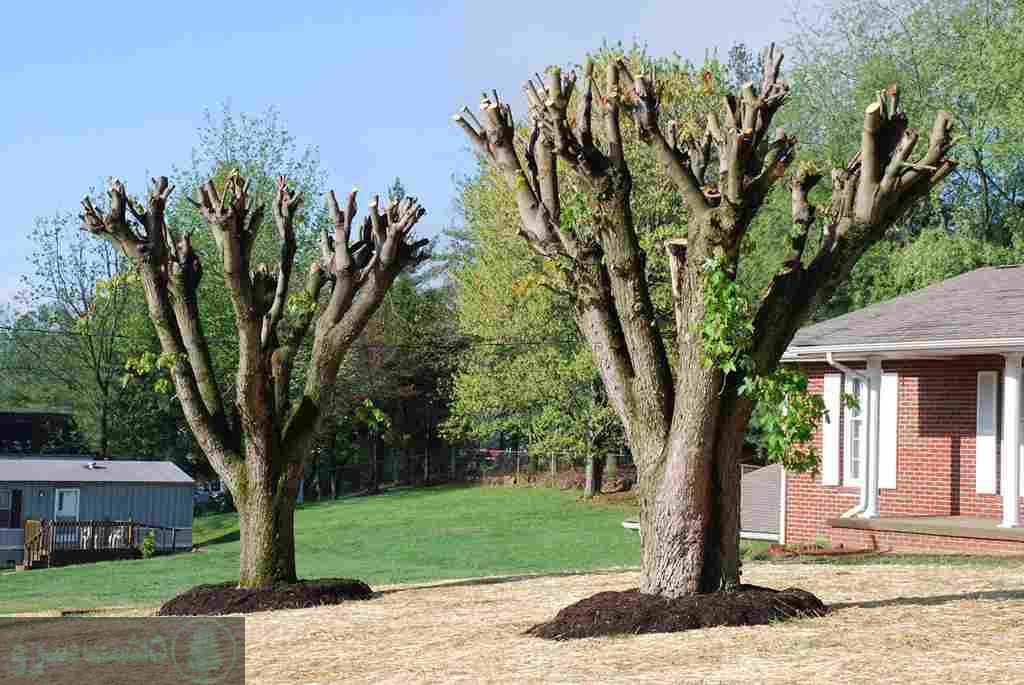 کود برای کلفت شدن تنه درخت
