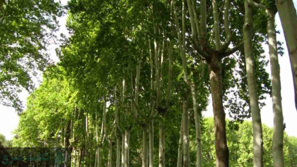 لیست درختان سردسیری- چنار