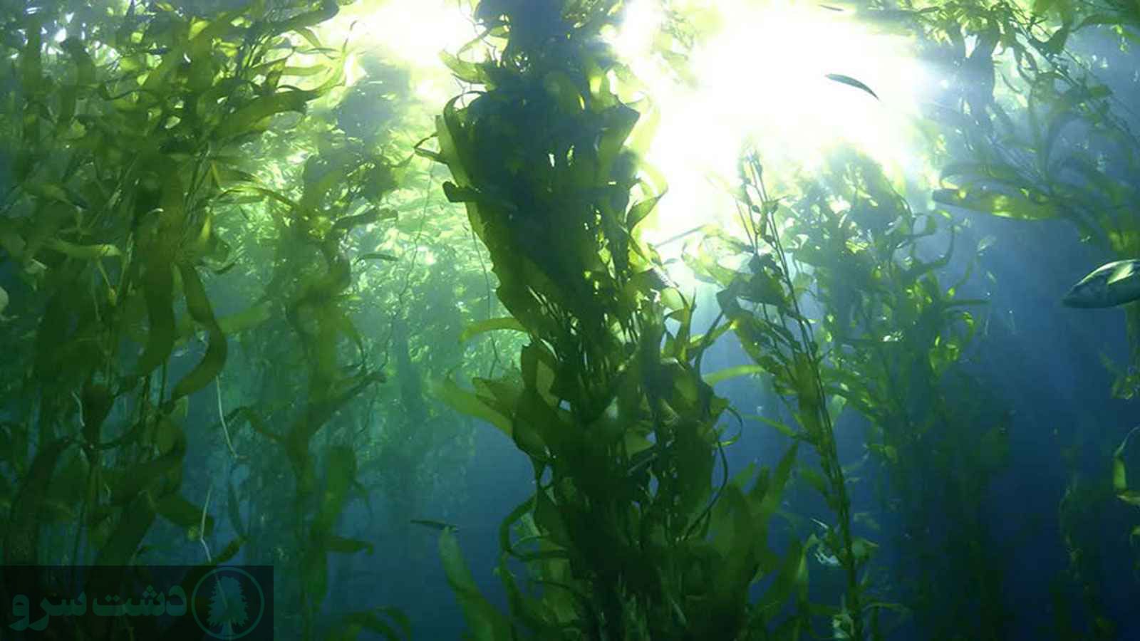 مقدار مصرف کود جلبک دریایی برای گیاهان آپارتمانی