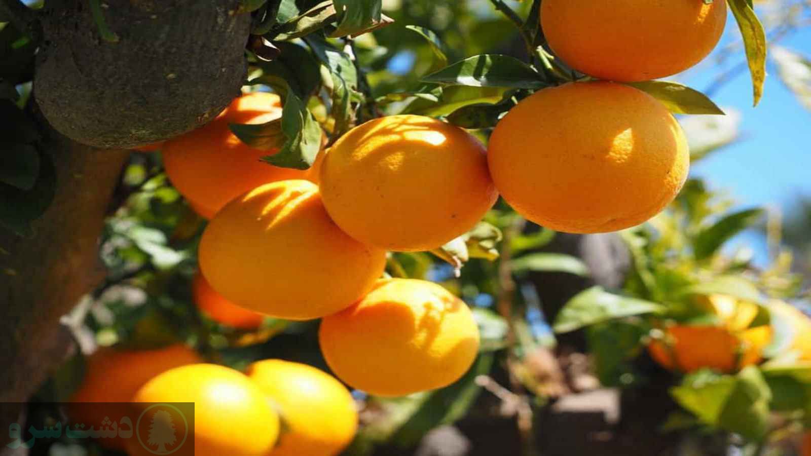 زمان کوددهی مرکبات در مازندران