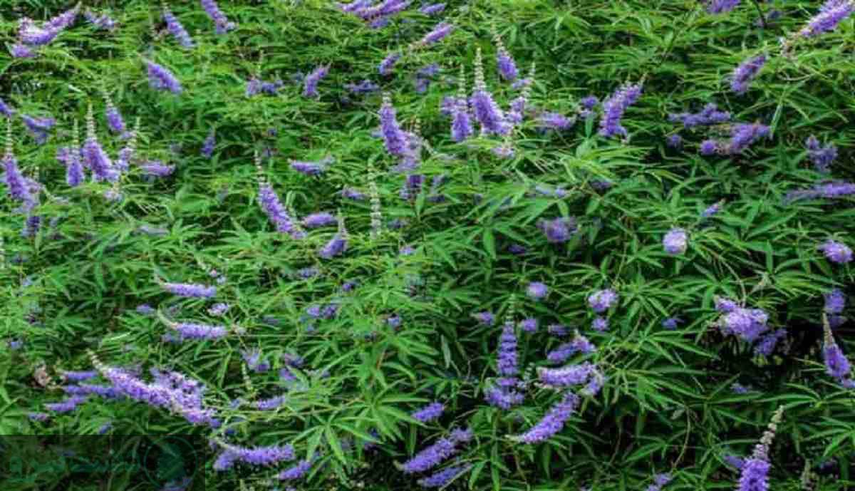 مقاوم ترین درخت ایران