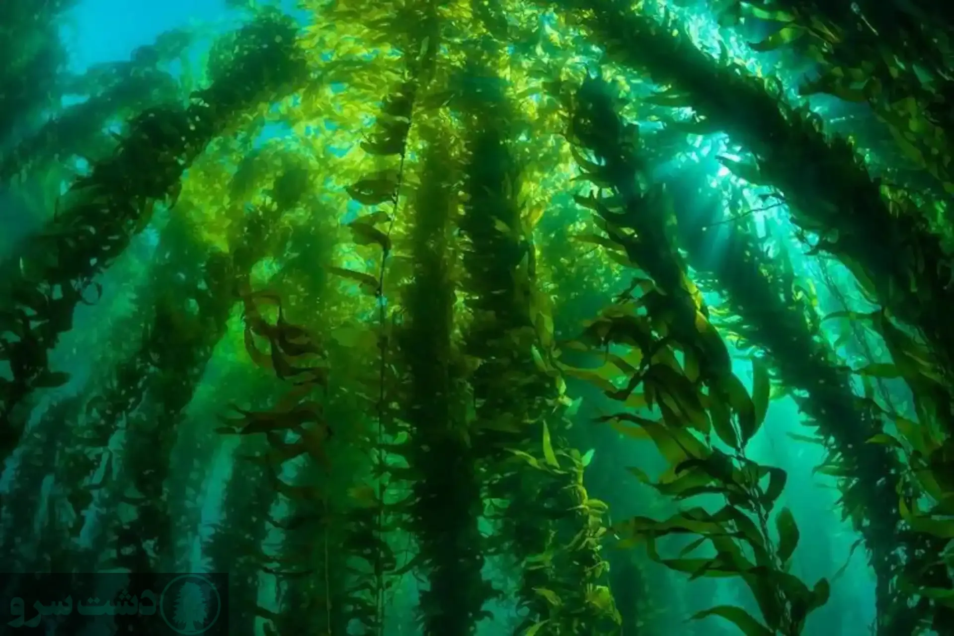 مقدار مصرف کود جلبک دریایی برای گیاهان آپارتمانی