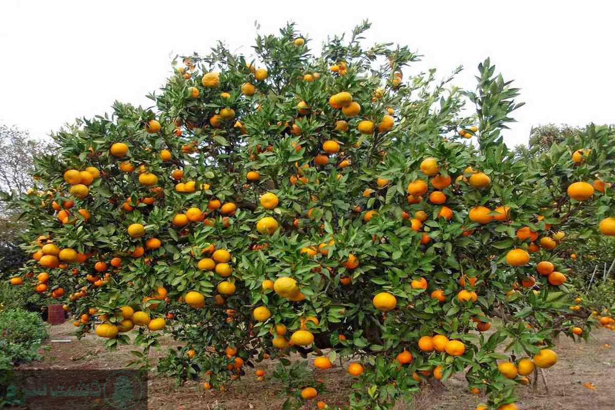 بهترین روش کود دهی مرکبات