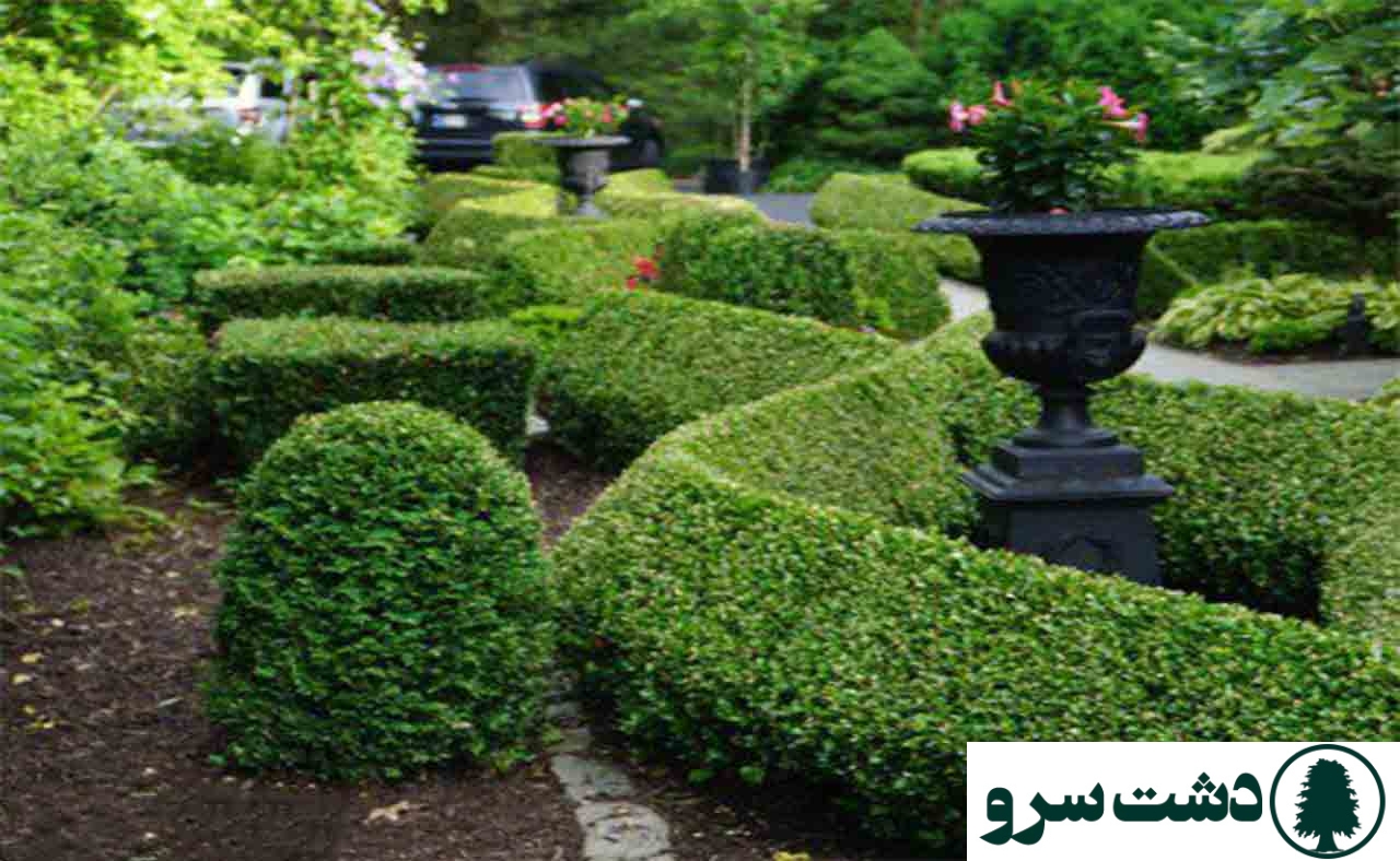 نحوه نگهداری گل شمشاد