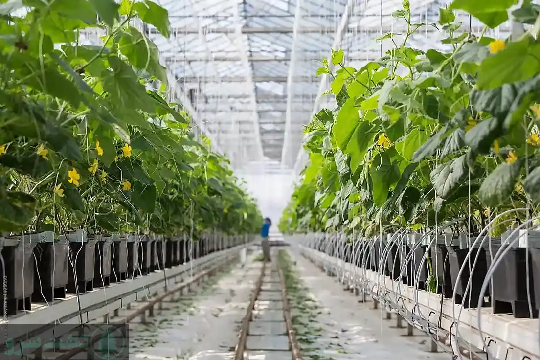 کاشت خیار در لوله پلیکا