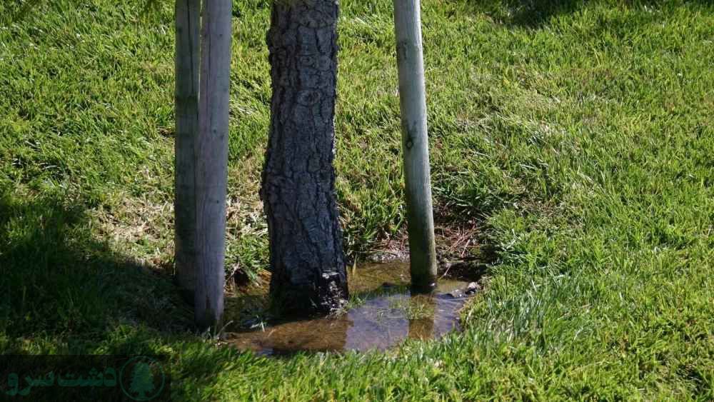 کود برای کلفت شدن تنه درخت صنوبر