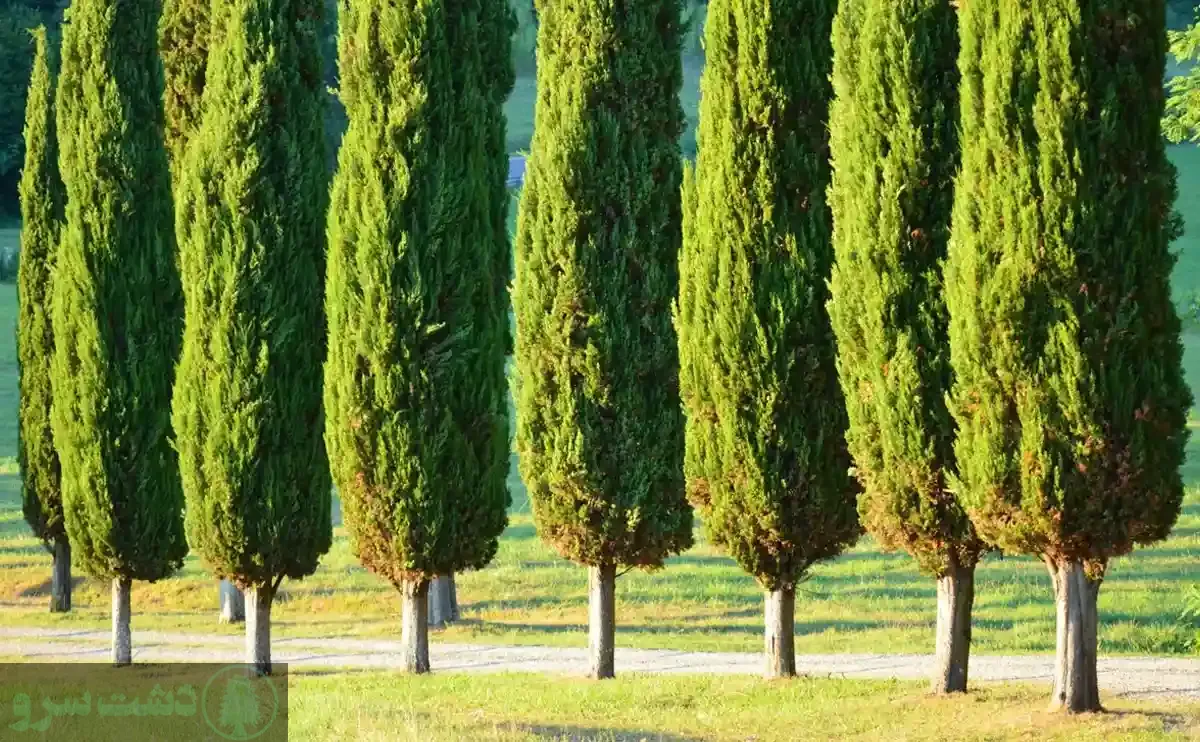 درختان کم آب و سایه دار