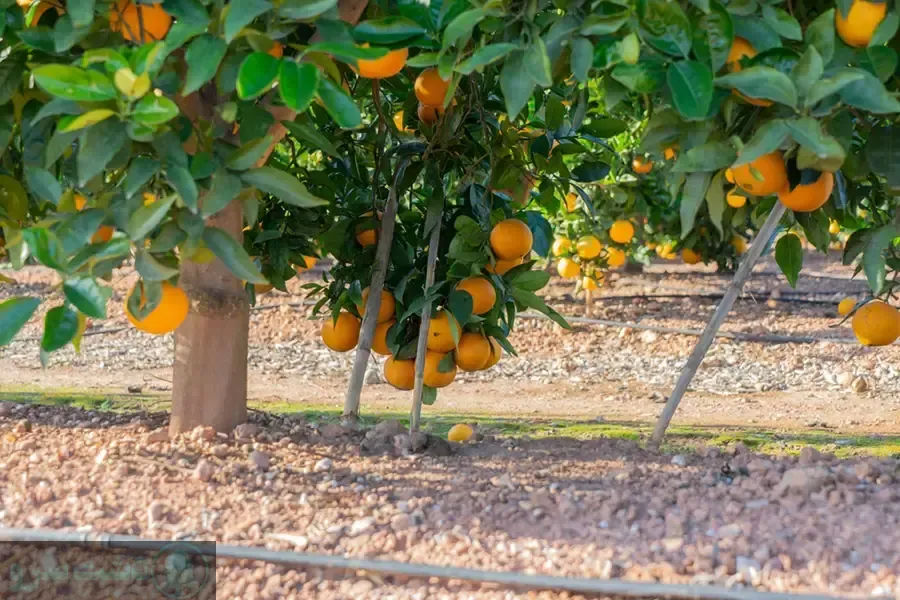 بهترین روش کود دهی مرکبات