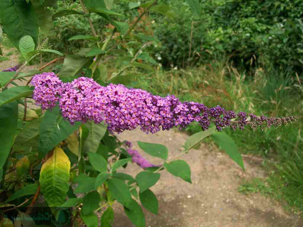 مقاوم ترین درخت ایران