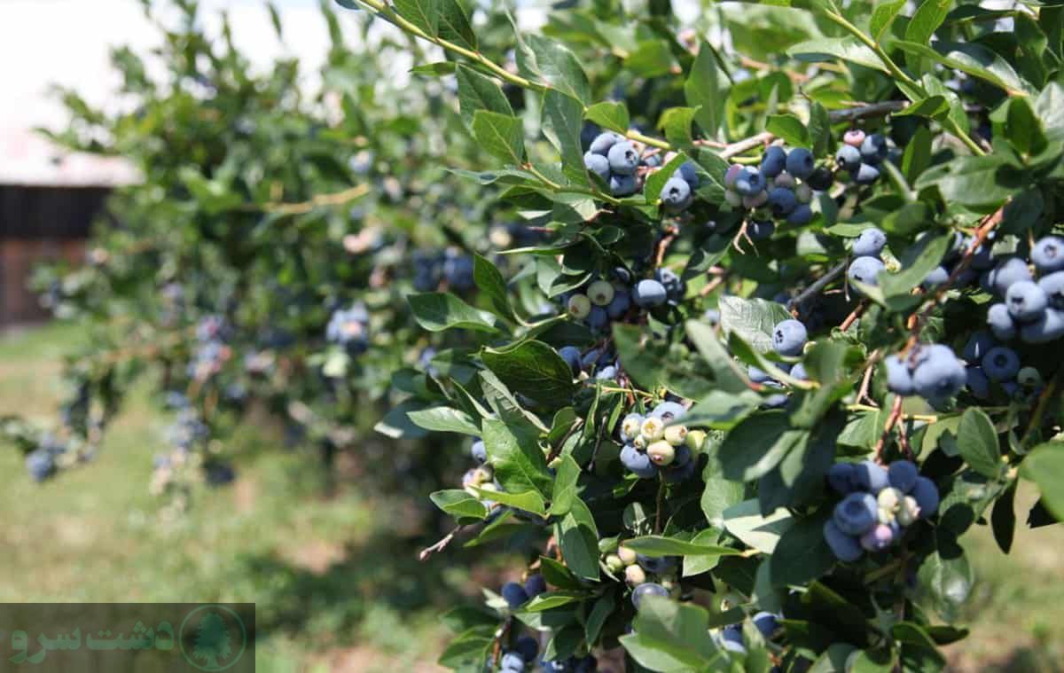 مقاوم ترین درخت ایران