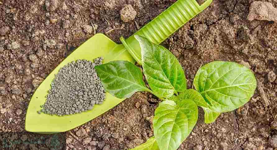 زمان مصرف کود پتاس مایع برای گندم