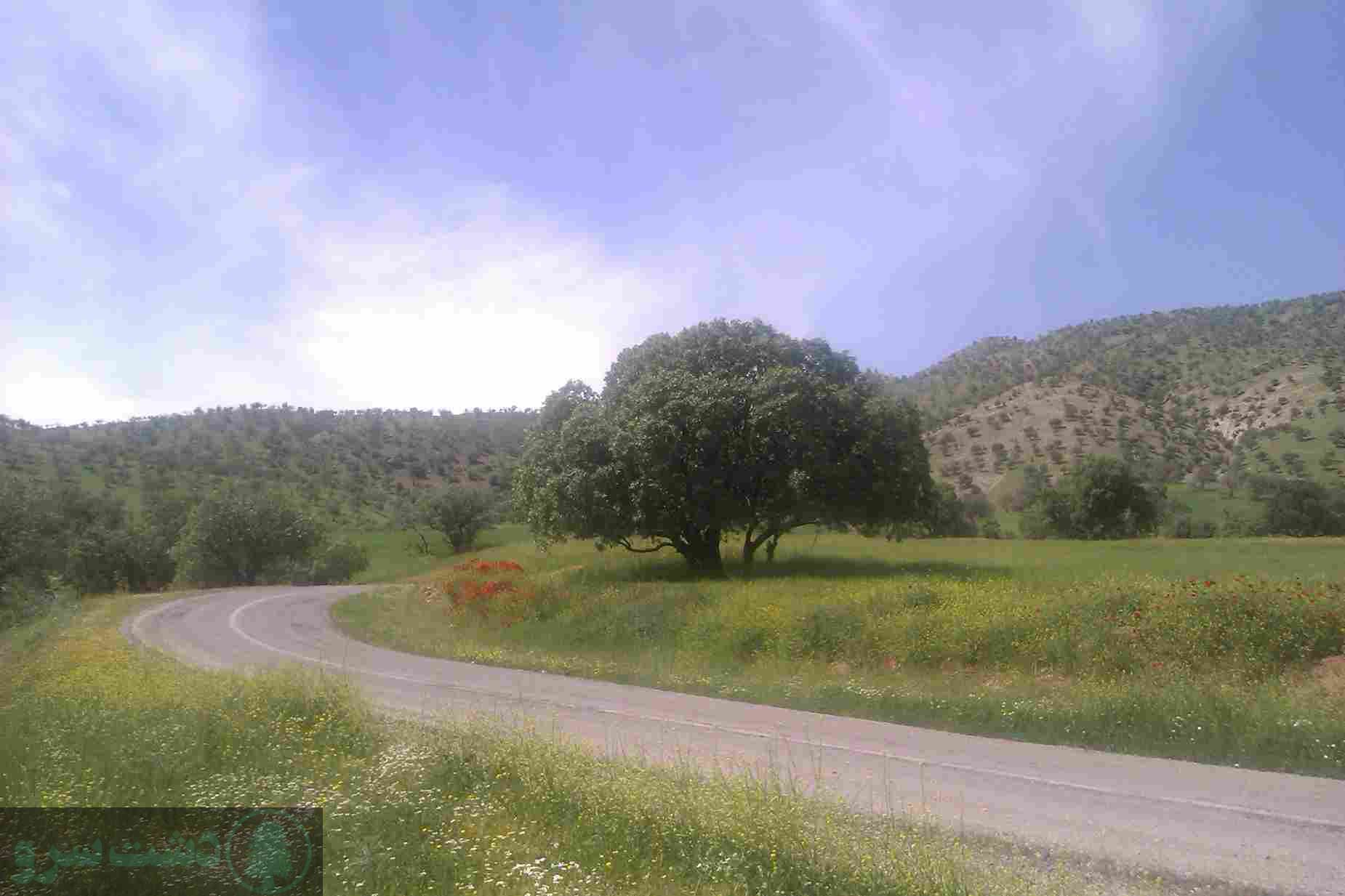 درختان کم آب مناسب اصفهان