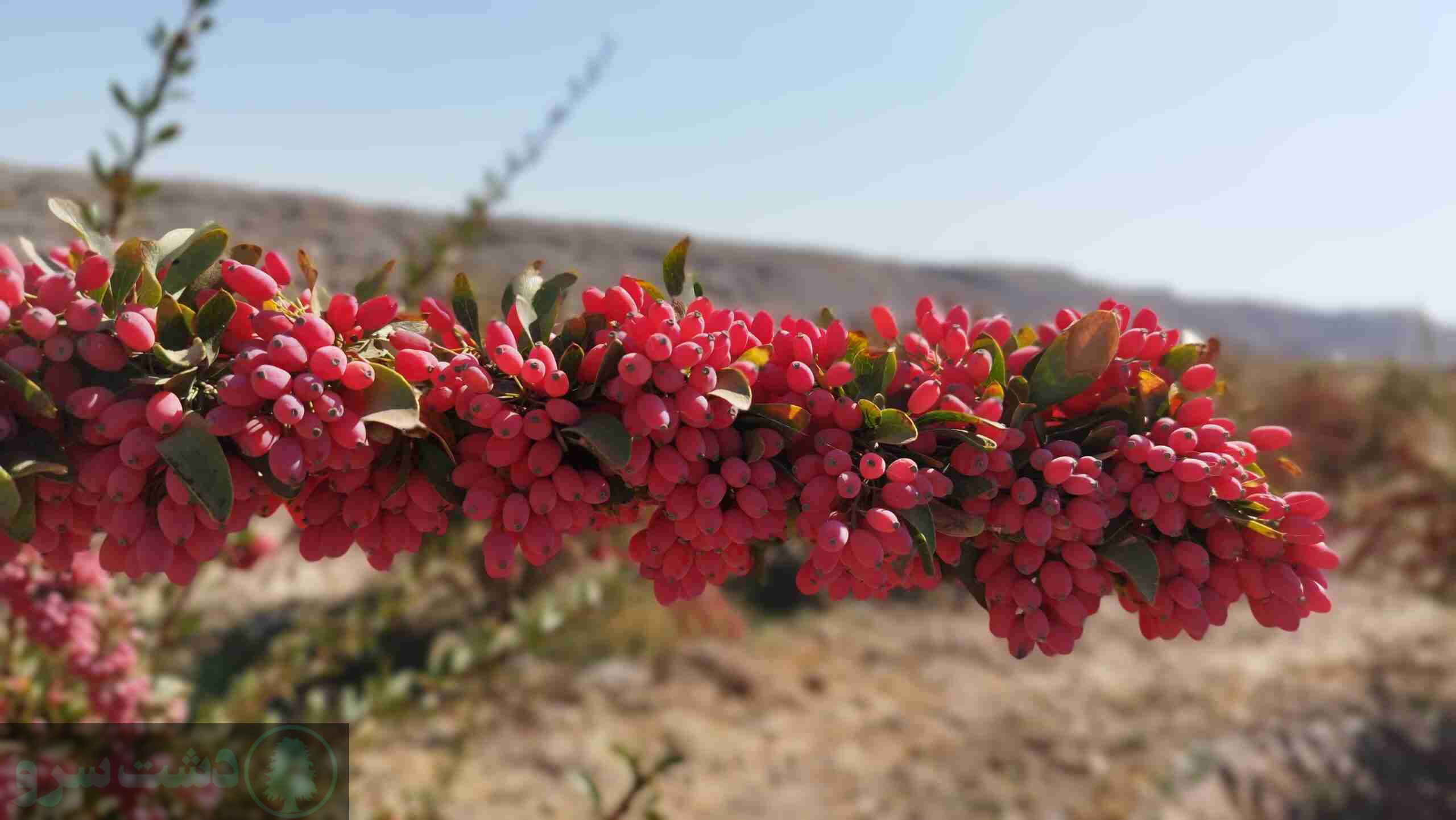 درختان کم آب مناسب تهران