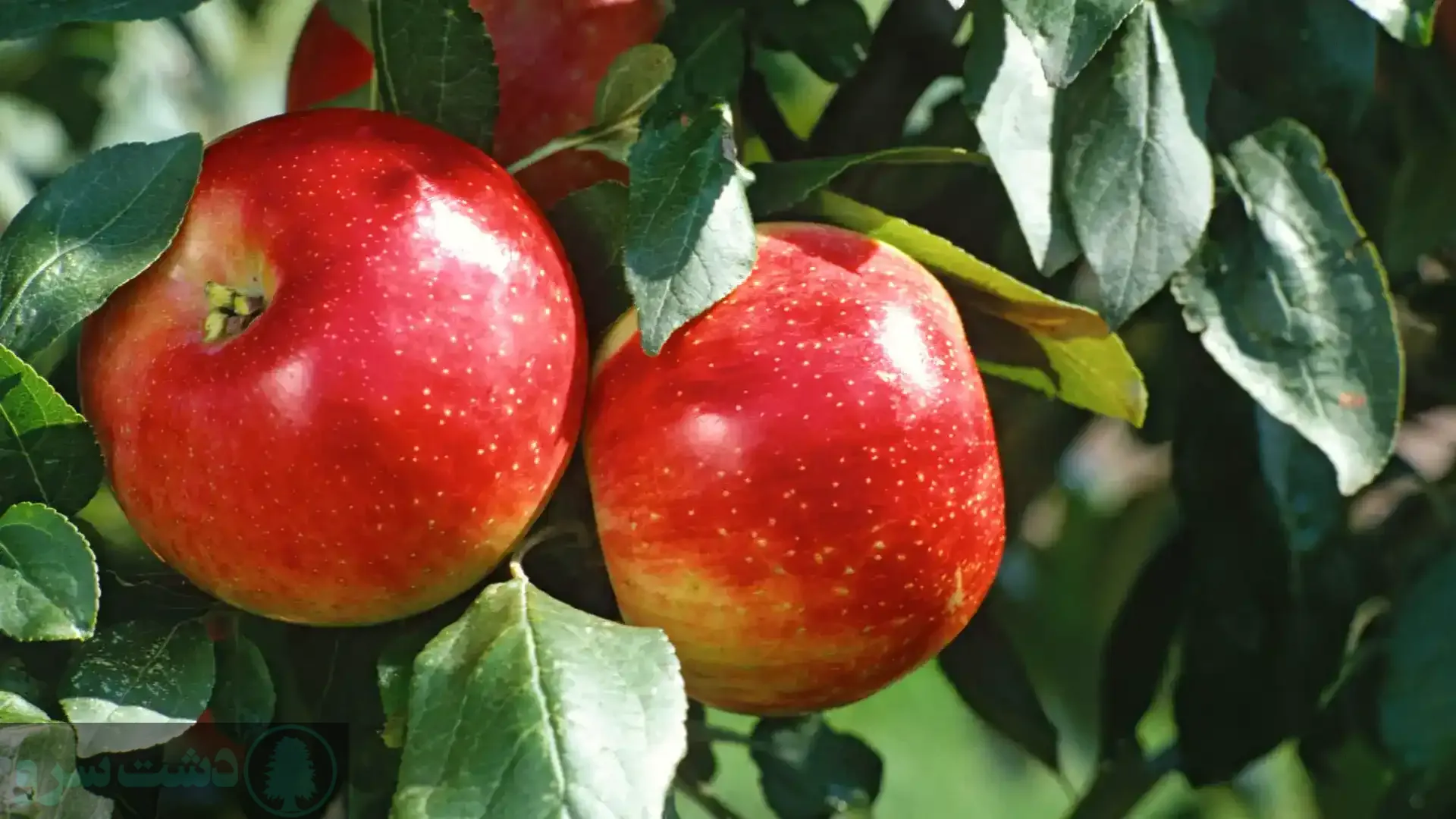 زمان استفاده از کود اوره برای درخت