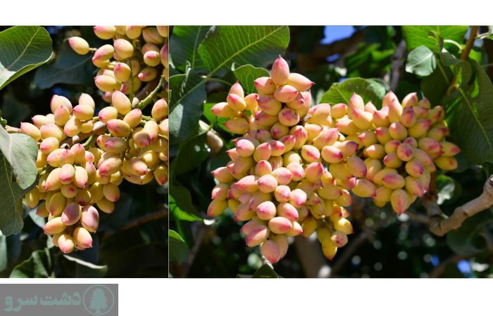 	بهترین کود برای درخت پسته در زمستان