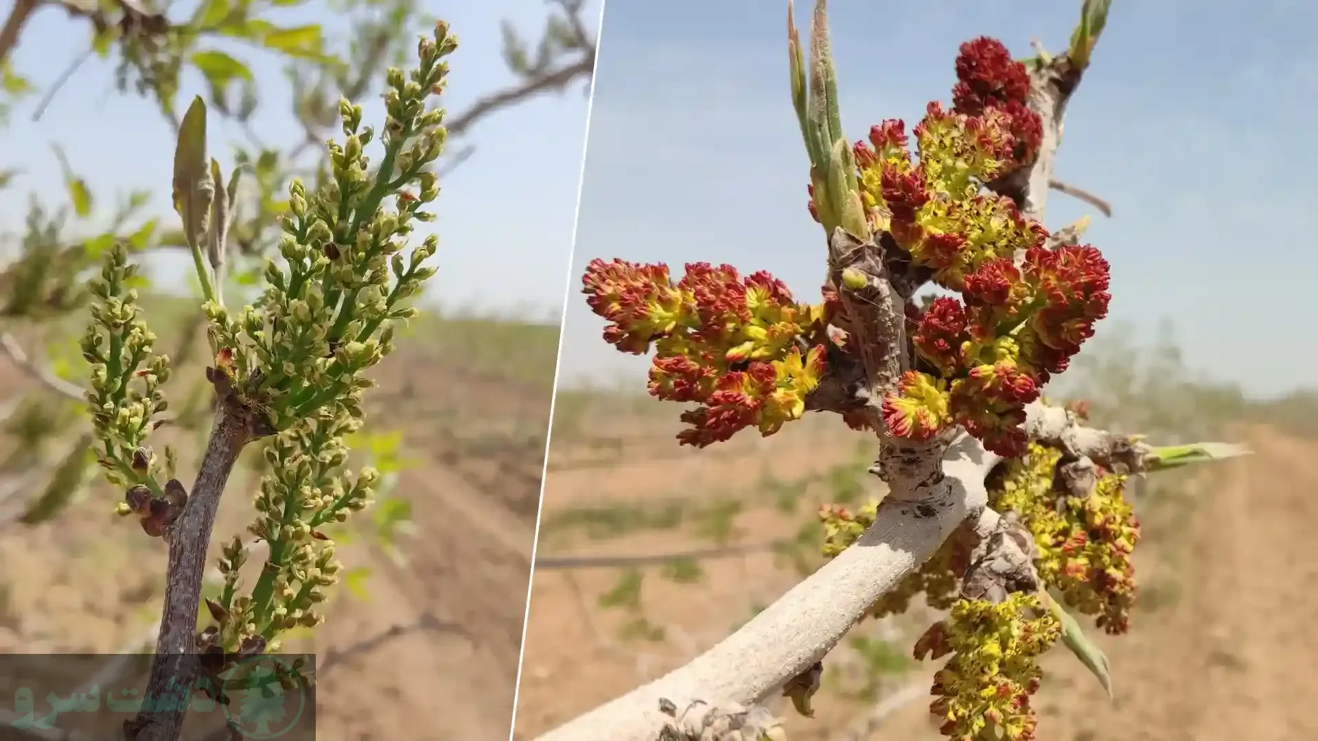 مقاوم ترین درخت ایران