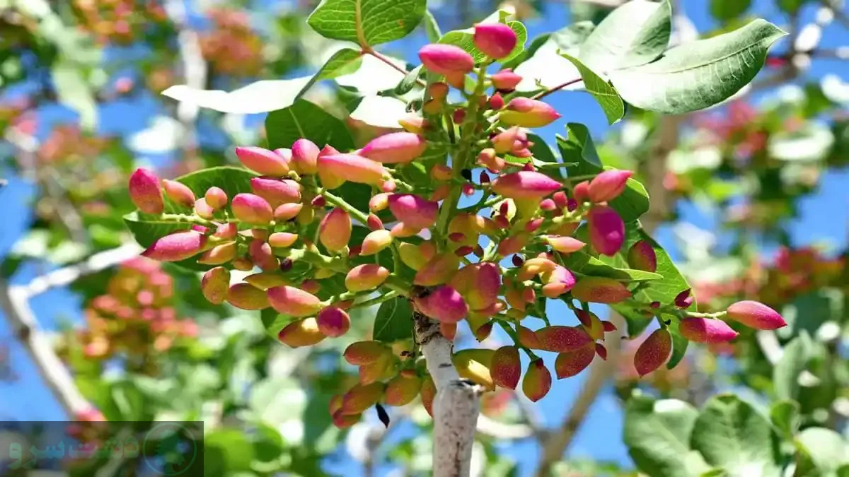 	برای باردهی درخت پسته چه باید کرد؟