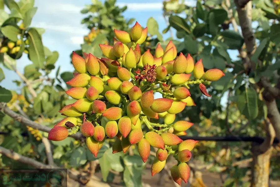 برای باردهی درخت پسته چه باید کرد؟