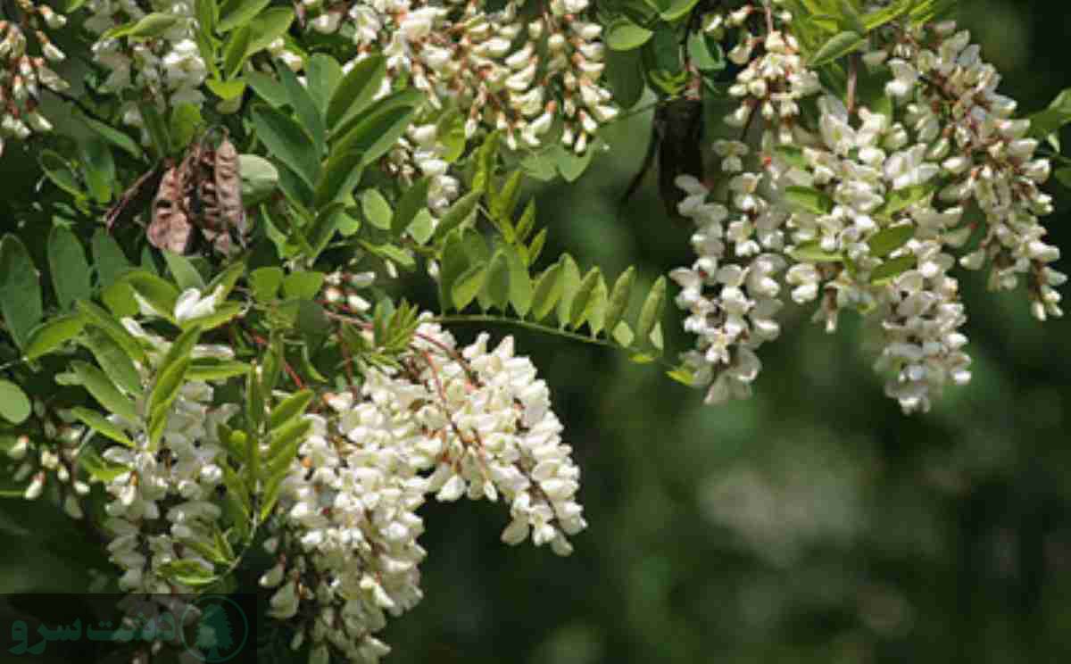 درختان کم آب و سایه دار