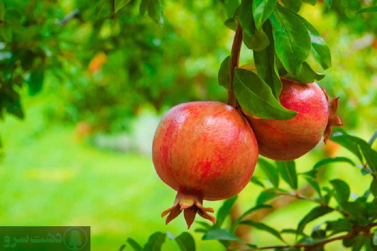 درختان کم آب مناسب تهران