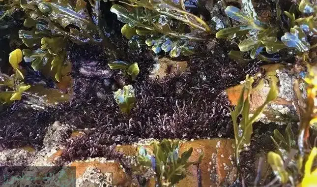 مقدار مصرف کود جلبک دریایی برای گیاهان آپارتمانی