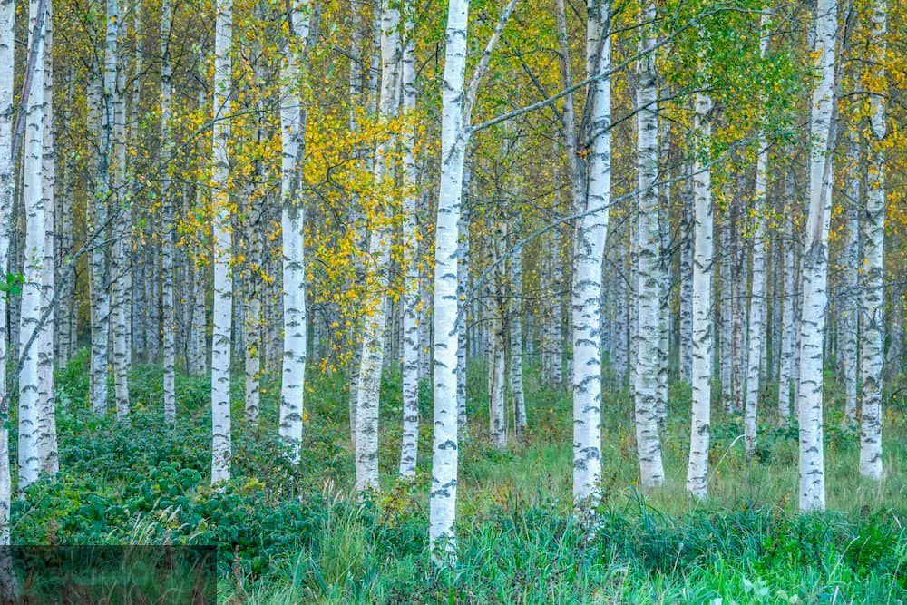 درختان کم آب و سایه دار