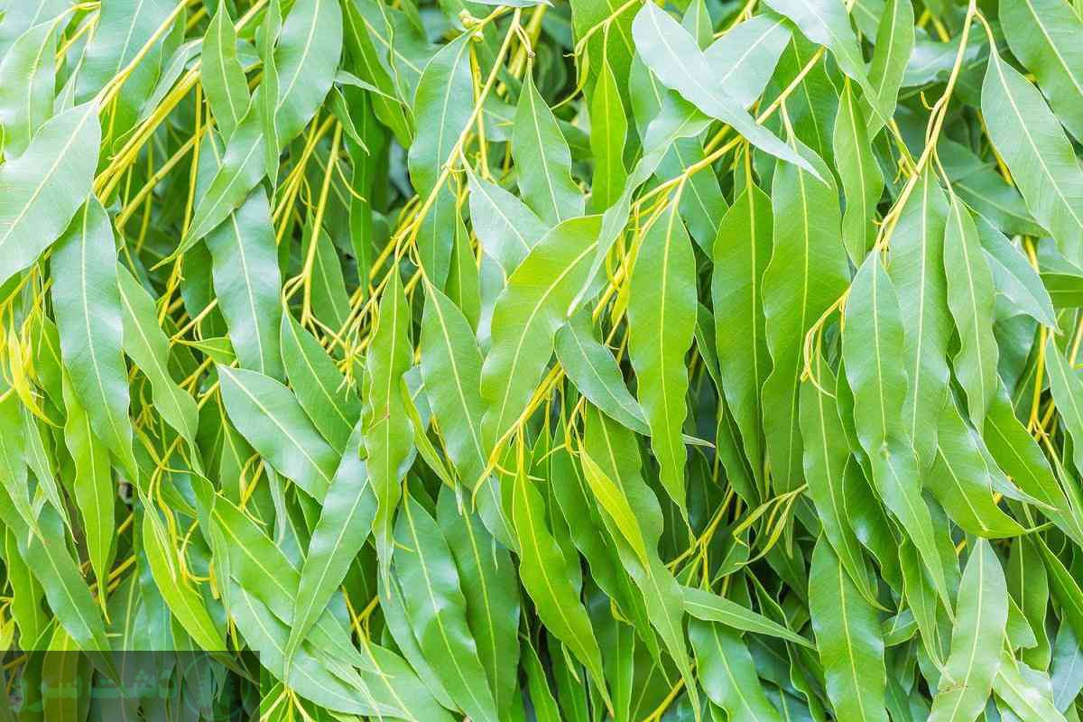 	درختان مقاوم به شوری