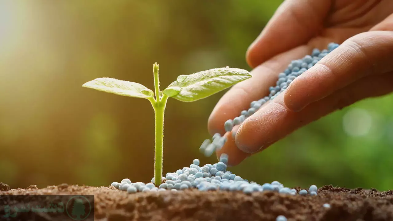 زمان استفاده از کود اوره برای درخت