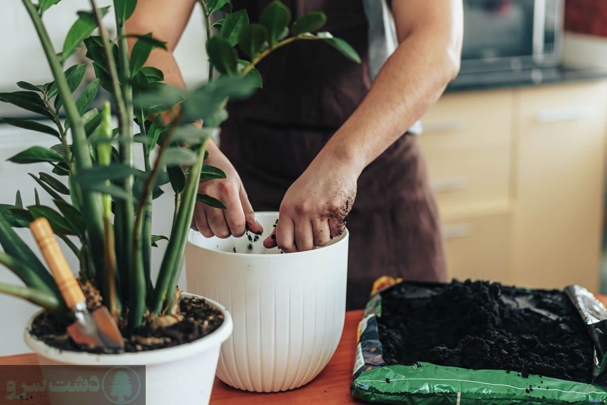 رشد سریع گیاه زاموفیلیا با کود آهن