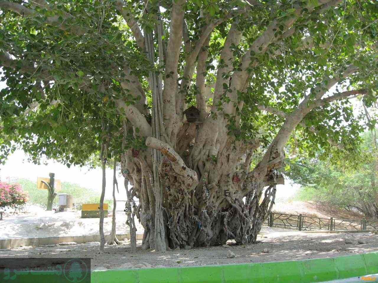 	درختان مقاوم به شوری