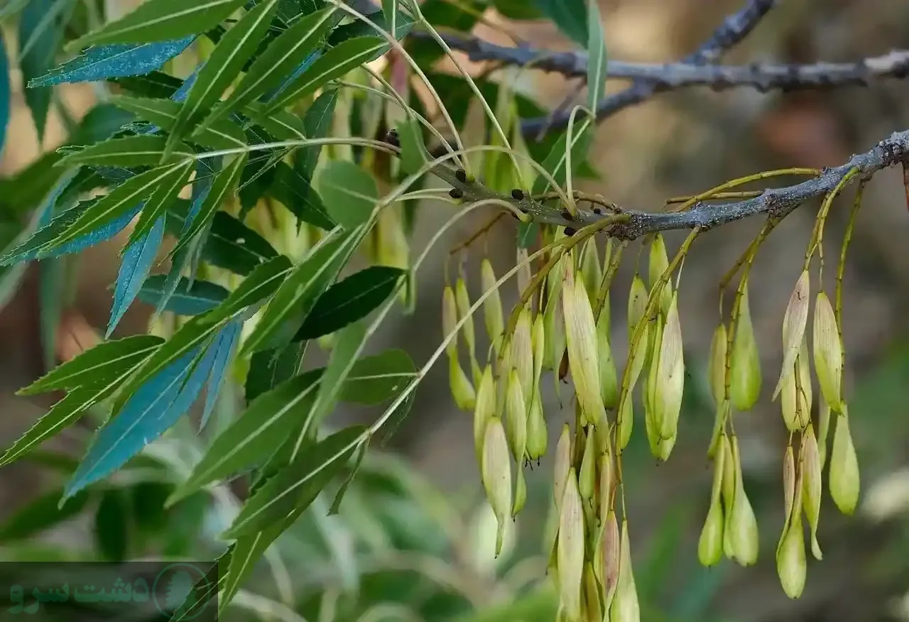 مقاوم ترین درخت ایران