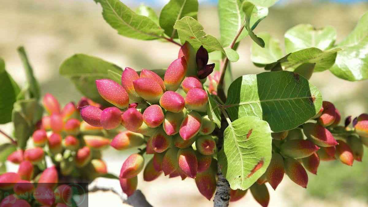 برای باردهی درخت پسته چه باید کرد؟