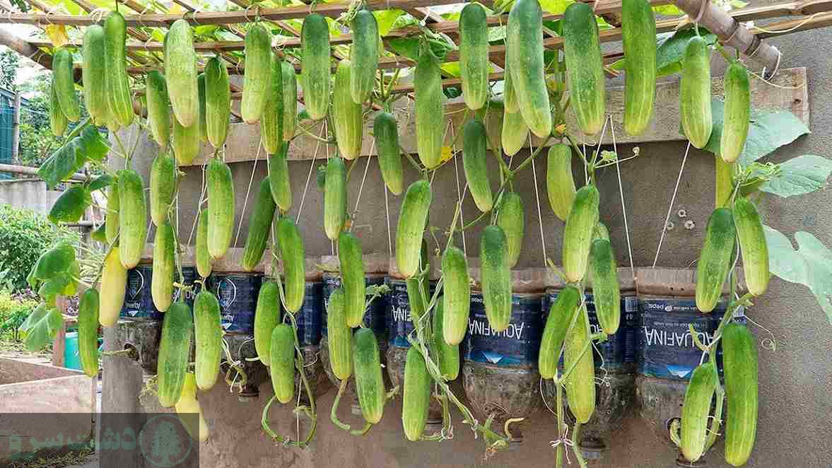 کاشت خیار در لوله پلیکا