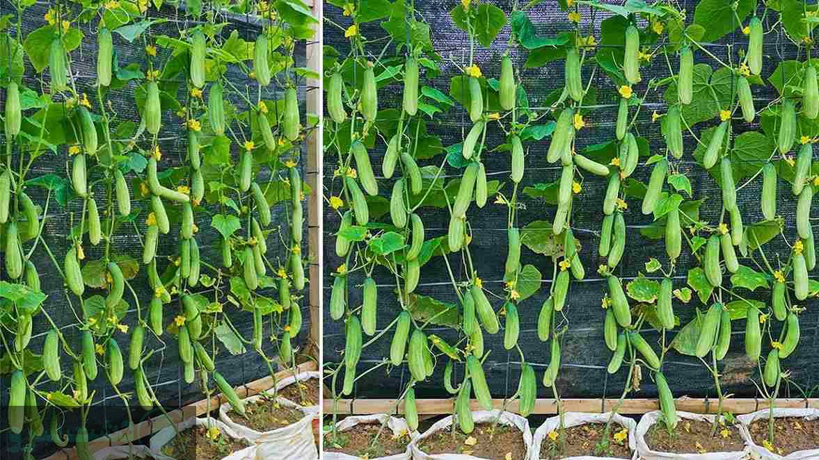 کاشت خیار در لوله پلیکا