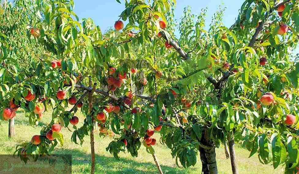 زمان کود دهی مرکبات در جنوب