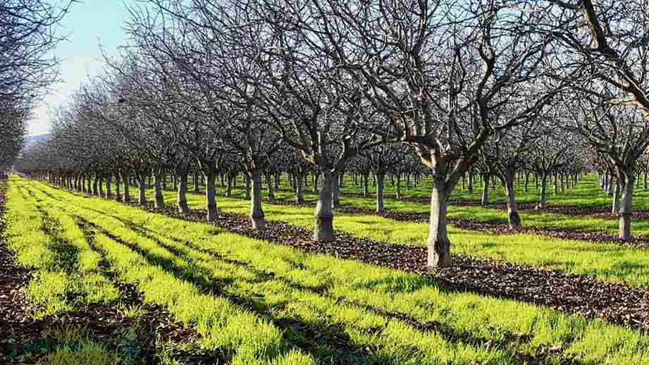 	بهترین کود برای درخت پسته در زمستان