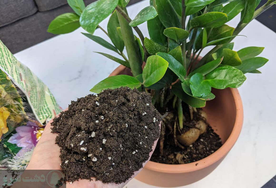 علت رشد نکردن پاجوش زاموفیلیا