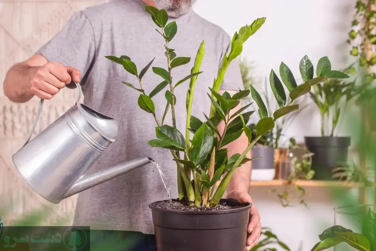 نگهداری گل زاموفیلیا