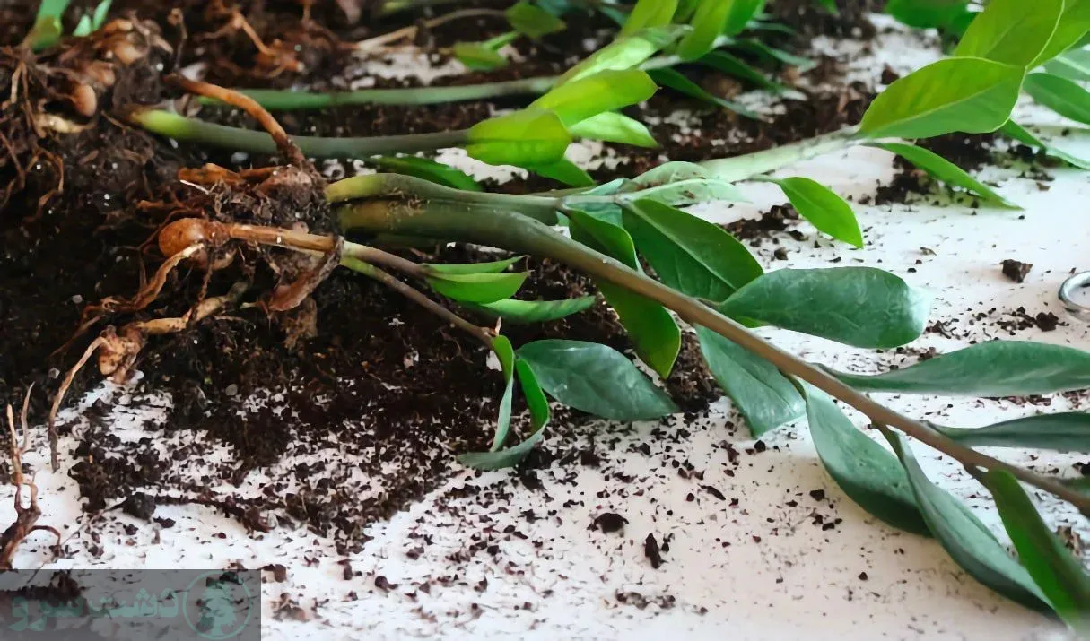 علت رشد نکردن پاجوش زاموفیلیا