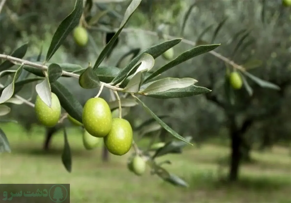 درختان کم آب مناسب اصفهان