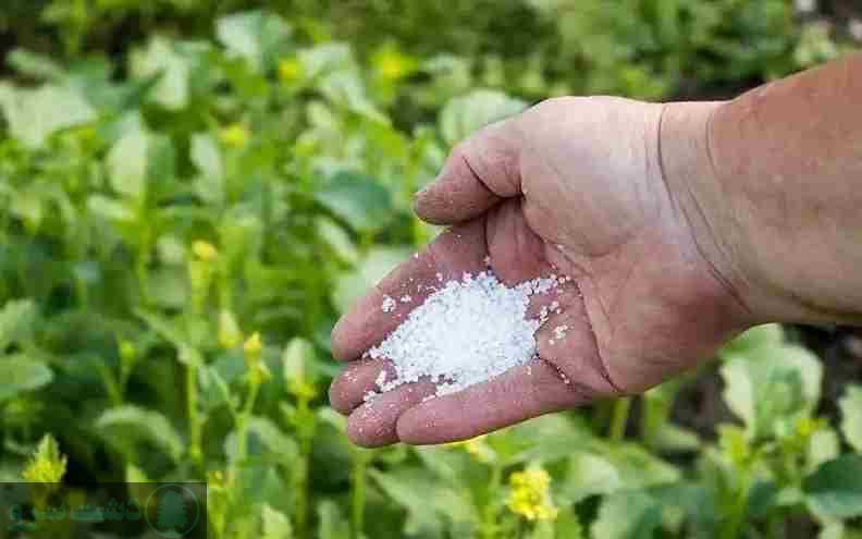 زمان مصرف کود پتاس مایع برای گندم
