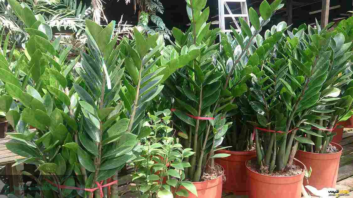 نگهداری گل زاموفیلیا