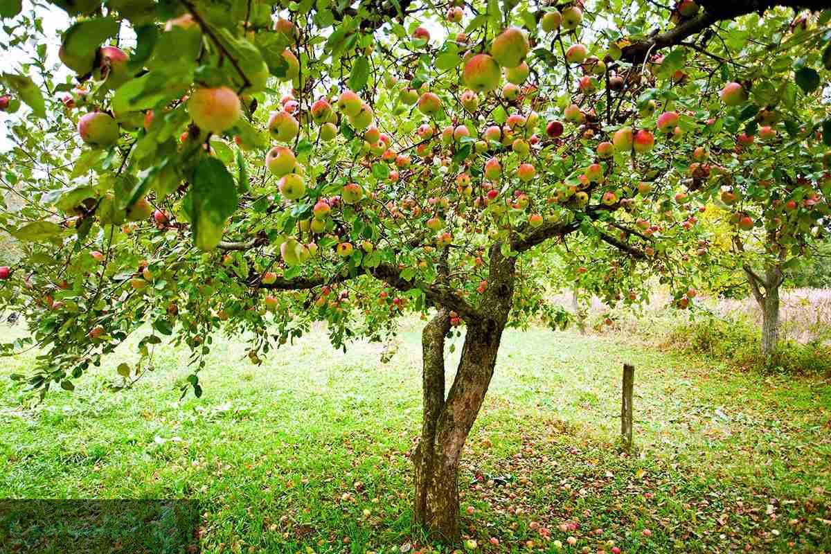 لیست درختان سردسیری