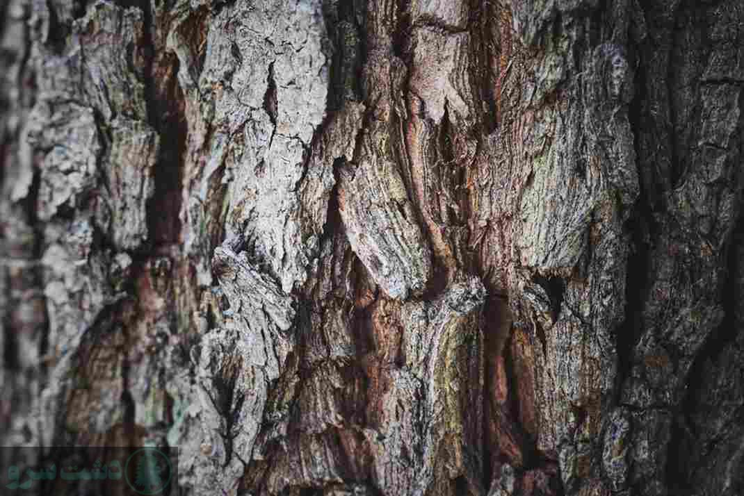 کود برای کلفت شدن تنه درخت