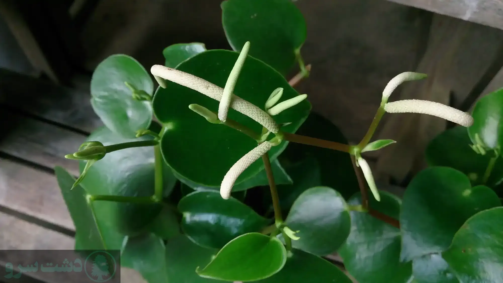 نگهداری گل قاشقی در آب