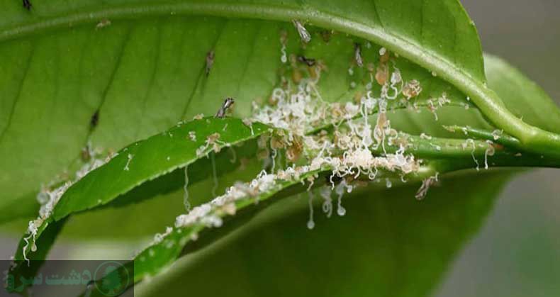 درمان چسبناک شدن برگ بنجامین