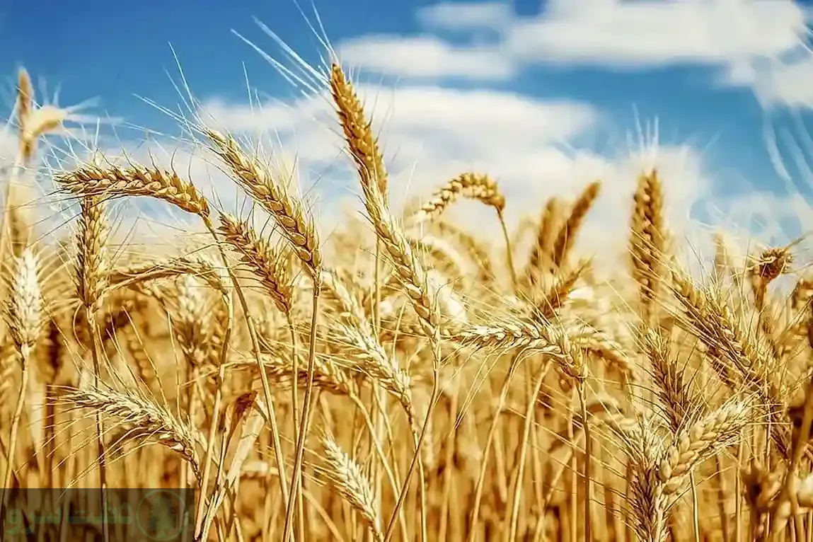 علائم کمبود پتاس در گندم