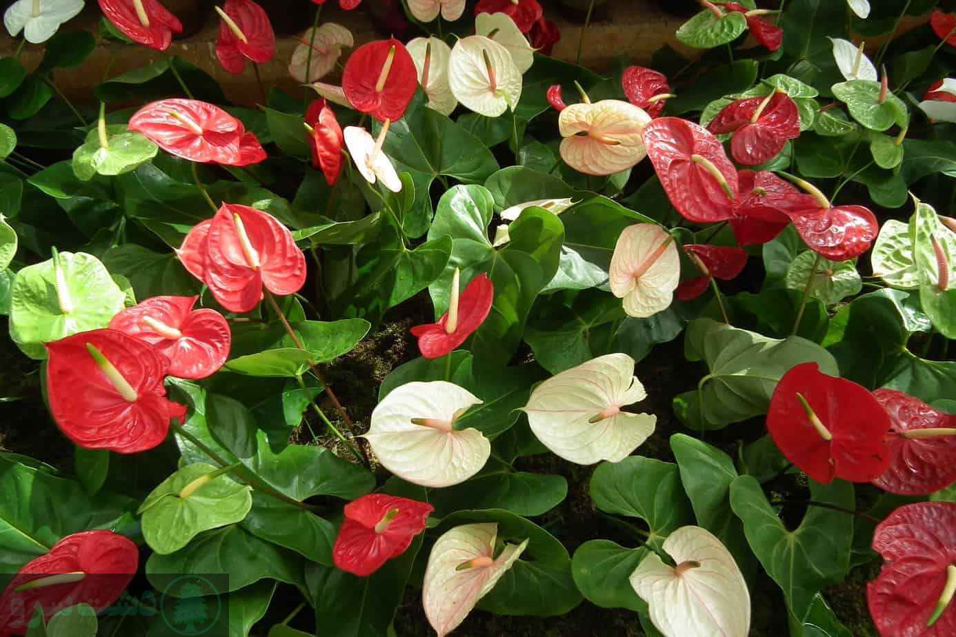 علت زرد شدن برگ آنتوریوم