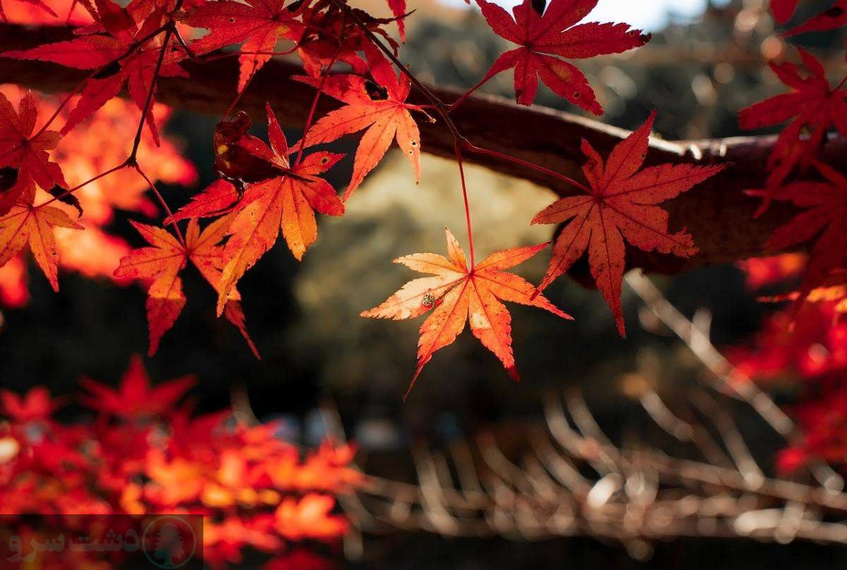 نگهداری افرا قرمز در منزل